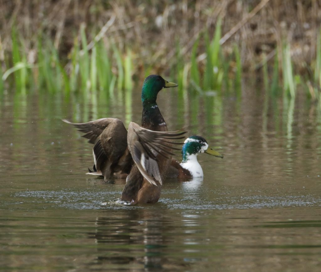 slider 14 copy